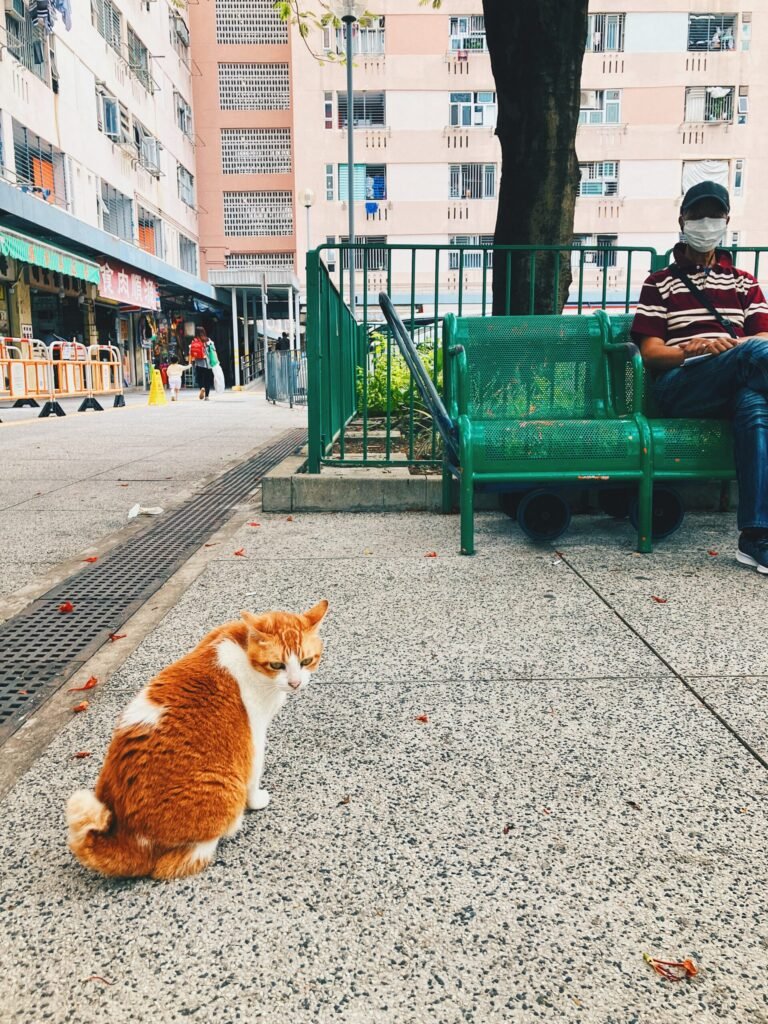 漁灣邨貓貓。