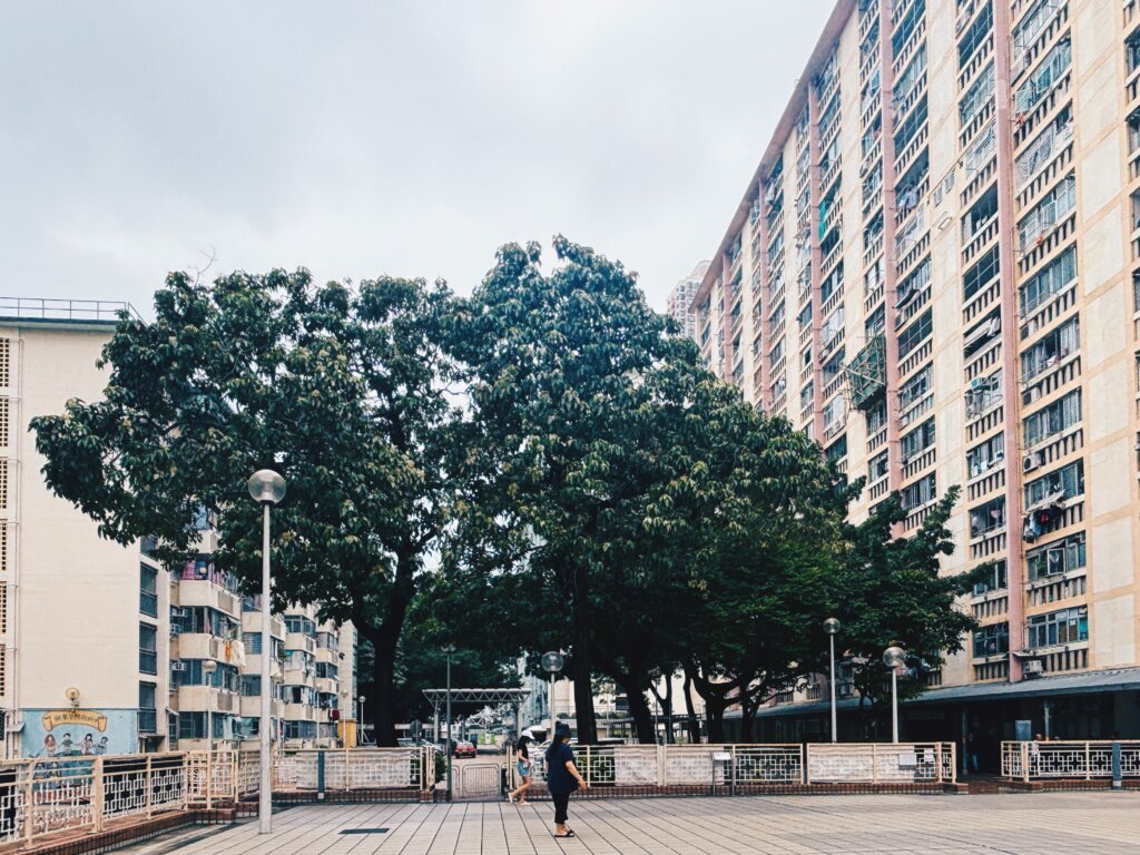 細看才發現福來邨露天廣場對面就有一棵大樹。