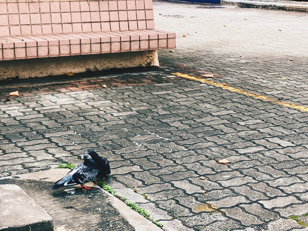 正在調情的鴿子。