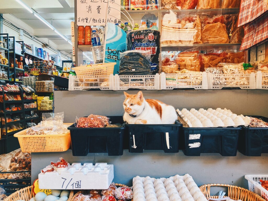 愛民邨的貓店長也相當著名。