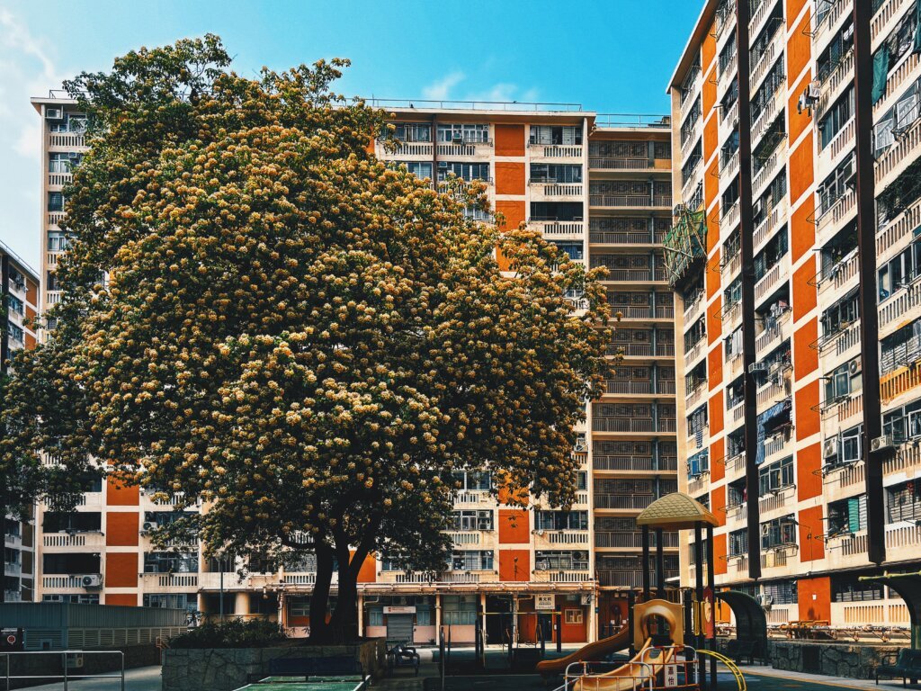 每到春天，馬頭圍邨都會披上魚木花樹的美麗衣裳，真的美不勝收。